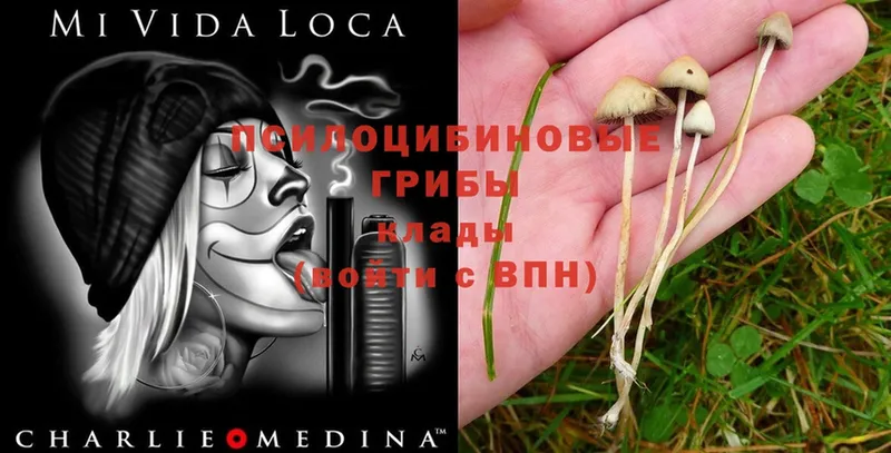 Псилоцибиновые грибы Psilocybe  omg как войти  Балей 